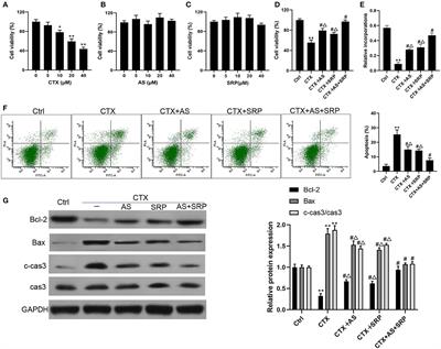 Astragaloside IV and Saponins of Rhizoma Polygonati Cure Cyclophosphamide-Induced Myelosuppression in Lung Adenocarcinoma via Down-Regulating miR-142-3p